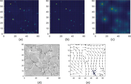 Figure 4. Plus-end focused asters are obtained with kinesin-1 motors when motor activity C is moderate (C=10). Top Row: MT and motor densities. Here, konmax=10/s, koff=0.1/s, ‖vb‖=0.8μm/s, and total motor density is low (0.05μm−2). (a) MT density over (x−y) domain, (b) bound motor density over (x−y) domain, and (c) unbound motor density over (x−y) domain. Bottom row: MT orientations. (a) Orientation of MTs over (x−y) domain. (b) Orientation of MTs over small portion of the (x−y) domain. Aster pattern highlighted by blue arrows (arrow head represents the plus-end of a MT).