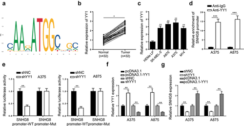 Figure 2. LncRNA SNHG8 is activated by YY1