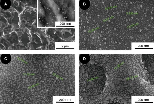 Figure 1 SEM photographs of (A) the untreated SLA surface and higher magnification image inserted, (B) 30 min-30 Ag PIII, (C) 60 min-30 Ag PIII, (D) 90 min-30 Ag PIII.Notes: (A) Particles around 15 nm scattered in particles around 5 nm; (B) particles with sizes around 10-25 nm; (C) particles fused together. The peak of the particle size is greater than 40 nm.Abbreviations: Ag-PIII, silver plasma immersion ion implantation; SEM, scanning electron microscopy; SLA, titanium surfaces treated by sandblasting with large grit and acid etching procedure; 30 min-30 Ag PIII, titanium surfaces treated by first SLA procedure and then silver plasma immersion ion implantation at 30 kV for 30 minutes; 60 min-30 Ag PIII, titanium surfaces treated by first SLA procedure and then silver plasma immersion ion implantation at 30 kV for 60 minutes; 90 min-30 Ag PIII, titanium surfaces treated by first SLA procedure and then silver plasma immersion ion implantation at 30 kV for 90 minutes.
