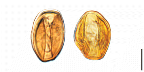 Figure 2. Erdtmanitheca portucalensis sp. nov. from the Early Cretaceous of Portugal. LM-micrographs of Eucommiidites-type pollen grains isolated from the paratype (P0185). Scale bar – 10 μm.