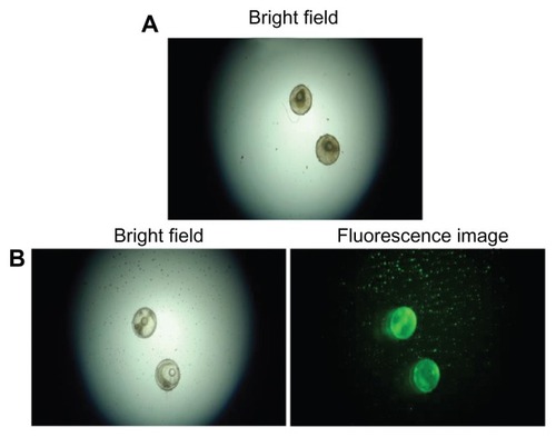 Figure 17 (A and B) In vivo optical imaging of medaka embryos and a viability assessment using bare CdS and silica-coated cadmium sulfide quantum dots at a concentration of 1 μg/mL of embryo-rearing medium.