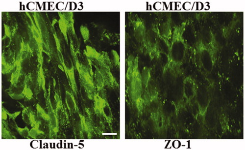 Figure 2. Expression of ZO-1 and Claudin-5 in hCMEC/D3 cells. hCMEC/D3 and astrocytes cells were grown in co-culture on transwell membranes and stained for Claudin-5 and ZO-1 at day 8. Scale bar 10 µm.