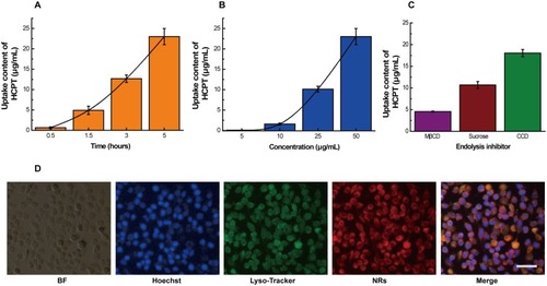 Figure 7 Intracellular uptake of HCPT/Ce6 NRs in 4T1 cells assessed by HPLC-FLD system.Notes: (A) The cellular uptake content of HCPT in 0.5, 1.5, 3, and 5 hrs. (B) The cellular uptake content of HCPT in 5, 10, 25, and 50 μg/mL. (C) The cellular uptake content of HCPT after incubated with diverse endocytosis inhibitor Methyl-β-cyclodextrin (MβCD), Cytochalasin D (CCD) and Sucrose. (D) Fluorescence microscope images of 4T1 cells after incubation with HCPT/Ce6 NRs (equal to 10 μg/mL Ce6) for 4 hrs. Ce6 (red fluorescence), Hoechst (blue fluorescence), and LysoTracker® Green (green fluorescence) were observed and represented NRs, nuclei, and lysosome, respectively. Scale bar: 100 μm.Abbreviations: HCPT, 10-hydroxycamptothecine; Ce6, Chlorin e6; NRs, nanorods; BF, bright field; Hoechst, Hoechst 33258; LysoTracker, LysoTracker® Green.