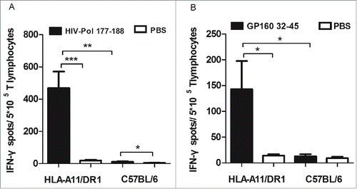 Figure 6. HLA-A11 restricted cytotoxic responses in HLA-A11 transgenic mice. Responses to (A) the HLA-A11-restricted epitope, HIV-Pol177–188, and (B) the HLA-A11-restricted epitope, HIV-GP32–45, were assessed in immunized HLA-A11 transgenic and wild-type C57BL/6 mice by counting the number of IFN-γ-secreting spots in ELISPOT assays.