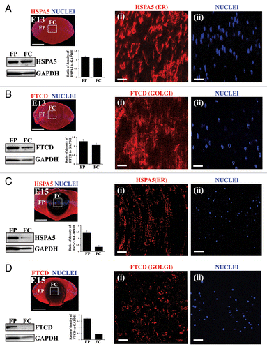 Figure 1. Temporal loss of organelles and nuclei in the embryonic chick lens. (A–D) Immunoblot and immunostaining analysis for presence of the ER marker HSPA5/Bip and the Golgi marker FTCD in chick embryo lenses at E13 (A and B) and E15 (C and D). (A–D) Immunostaining of mid-sagittal lens cryosections for ER (HSPA5; A and C, red) and Golgi (FTCD; B and D, red), colabeled with the nuclear dye TO-PRO-3 (blue). Images were obtained by confocal microscopy. Low magnification images in the left panels represent projections of acquired z-stacks; scale bar, 500 μm. Boxed areas are shown at higher magnification to the right, each a 1-μm optical slice selected from an acquired z-stack; scale bar, 20 μm. Nuclei are from the same field as the ER or Golgi marker at their left. Organelle markers are designated as (i), nuclear marker as (ii). Immunoblots with accompanying densitometric analyses for HSPA5 (A and C) and FTCD (B and D) was performed on microdissected fractions of the cortical lens fiber cell zone (FP) and the central lens fiber cell zone (FC), quantification is presented as a ratio to GAPDH. Both immunostaining and immunoblotting results show that significant loss of ER and Golgi had occurred between E13 and E15. The remaining organelles in the FC zone at E15 had a vesicular presentation suggesting that they are being degraded. With the same temporal sequence as organelle loss nuclei become highly pyknotic and began to disappear. All of these processes occur in the central region of the lens where lens fiber cells mature and the organelle-free zone is established. These data are representative of at least 3 independent studies. Error bars represent SE. See Figure S1 for immunostaining of the ER protein CALR3 at E15.