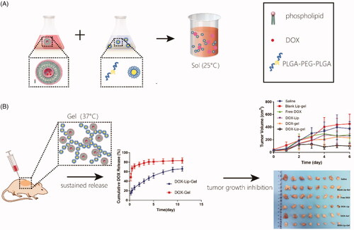 Scheme 1 (a) PLGA-PEG-PLGA copolymer was dissolved into DOX liposomes suspension to form DOX-Lip-Gel, which was in a sol state at 25 °C. (b) DOX-Lip-Gel solution was injected peritumorally and transformed into a solid gel in situ at body temperature (37 °C), enabling the sustained release of DOX and significant inhibition of tumour growth.