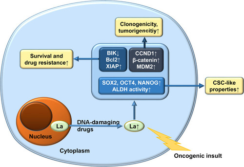 Figure 2 Roles of La protein as a tumor promoter and multidrug resistance agent.