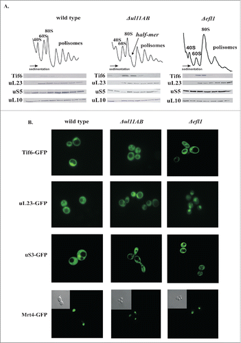 Figure 4. Involvement of ribosomal uL11 protein in the pre-elongation steps of the translational apparatus. (A) analysis of polysome profiles, left panel - wild-type strain, middle panel - ΔuL11AB analyzed mutant strain, and right panel - Δefl1 mutant strain lacking the Efl1 biogenesis factor. Half-mers are indicated by an arrow. Below, protein gel blotting of polysomal fractions analyzed with antibodies against Tif6, uL23, uS5, uL10. (B) sub-cellular localization of indicated GFP-tagged proteins expressed in wild type and mutant cells. In the case of Mrt4-GFP, an additional phase contrast picture is provided as an inset.