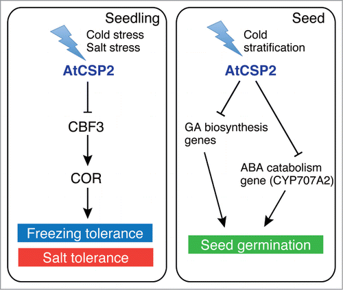 Figure 3. A model for the negative regulation of abiotic stress and seed germination by AtCSP2. AtCSP2 is induced by cold or salt stress and represses CBF3 expression, which results in attenuation of abiotic stress tolerance. On the other hand, AtCSP2 is up-regulated during stratification and represses the expression of gibberellin (GA) biosynthesis and abscisic acid (ABA) catabolism genes for negative regulation of seed germination.
