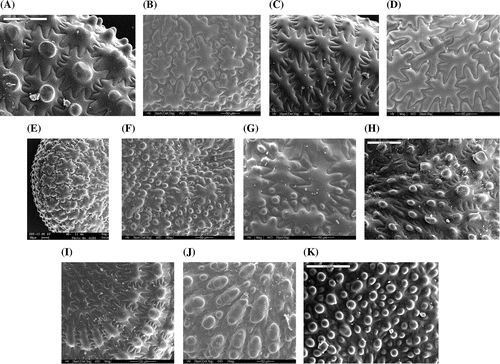 Figure 2. Synopsis of the morphotypes of Portulaca oleracea found in the Italian peninsula and surrounding islands. Close up of the lateral face of the seed: (A) ‘P. cypria’, (B) ‘P. granulatostellulata’, (C) ‘P. nitida’, (D) ‘P. oleracea’, (E) ‘P. papillatostellulata’, (F) ‘P. rausii’, (G) ‘P. sardoa’, (H) ‘P. sativa’, (I) ‘P. sicula’, (J) ‘P. trituberculata’, (K) ‘P. zaffranii’. Images (A) and (E) are from Danin and Raus (Citation2012), modified; image (H) is from Danin et al. (Citation2014), modified; the others are from A. Danin’s personal archive. For images (A), (H), (I) and (K), scale bar is 100 μm; for images (B), (C), (D), (F) and (J), scale bar is 50 μm; for images (E) and (G), scale bar is 30 μm.