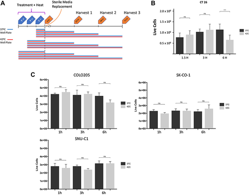 Figure 1 (A) Colon cancer cells (mouse and human) were incubated with curcumin or MMC in either a 37°C (normothermia) or 42°C (hyperthermia) incubator for 1 or 1.5, 3 or 6 hours respectively, after which cell media was removed and replaced and cells were incubated at 37°C for 24, 48, or 72 hours. (B) Mouse cells and (C) Human cells, without drug treatment, were trypsinized and evaluated for cell death using Trypan blue exclusion reagent protocols. Viability and cell number was evaluated on 50,000 total cells using a TC20 Automated Cell Counter with dual chamber counting slides. For statistical analysis, a Student’s t-test was used, ***P<0.001.