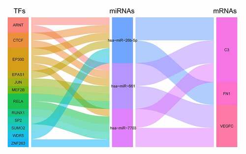 Figure 6. The alluvial diagram demonstrated the ‘TF-miRNA-mRNA’ regulatory network constructed by 12 TFs, 3 miRNAs, and 3 mRNA targets. TF, transcription factor