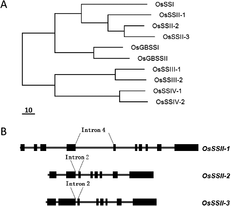 Figure 1. Evolution of SS genes. (A) Phylogenetic trees derived from deduced SS amino-acid sequences. The GenBank accession numbers for the SS genes are: rice (Oryza sativa) SSI, D16202; SSII-1, AF383878; SSII-2, AF395537; SSII-3, AF419099; SSIII-1, AF432915; SSIII-2, AY100469; SSIV-1, AY100470; SSIV-2, AY100471; GBSSI, X65183; GBSSII, AY069940; the scale bar represents the branch length (number of amino-acid substitutions/10 residue). (B) Exon–intron diagram of SSII genes. The exons are indicated as dark black boxes and the introns are shown as thick grey lines. The exons diagram only represents the SSII CDSs (coding sequences) in the genomic DNA. The GenBank accession numbers for the SSII genomic sequences are: rice (Oryza sativa) SSII-1, AAAA02029759; SSII-2, AAAA02007387; SSII-3, AAAA02018632.