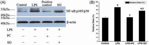 Figure 5. The expression of NF-κB in RAW 264.7 cells. (A) The expression of NF-κB in RAW 264.7 cells was tested by Western-blot, the β-actin was used as the internal control. (B) the bar graph of relative ratio (grey value (experiment)/grey value (internal control)). Dexamethasone (Positive control, PC). One-way ANOVA and LSD test, *p < 0.05 compared with control. #p < 0.05 compared with the LPS group (n = 4).