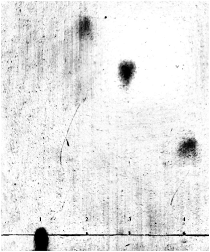 Figure 6. TLC profile of the gellan degradation product after 48h incubation. Lane 1, gellan (0.05%); lane 2, rhamnose (1%); lane 3, glucose (1%); lane 4, gellan degradation product after 48h incubation.