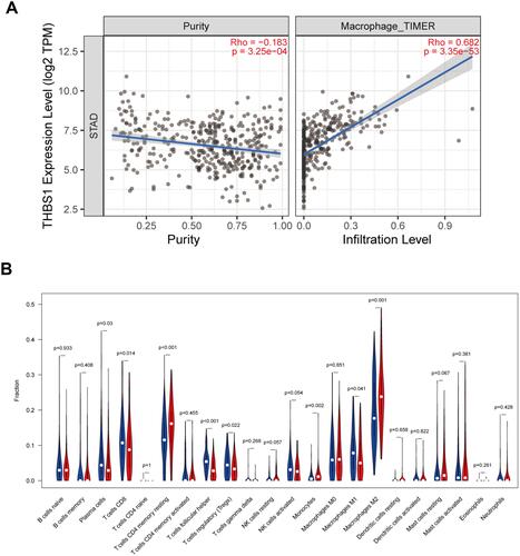 Figure 7 Relationship between THBS1 and immune infiltration. (A) THBS1 expression relates to immune cell infiltration levels in STAD. (B) Relationship between high and low expression of THBS1 in 22 types of tumor-infiltrating immune cells, the blue violin diagram presented low THBS1 expression group, and the red violin diagram presented high THBS1 expression group.