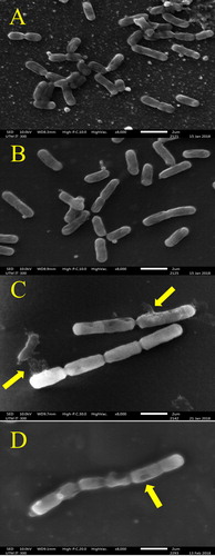 Figure 1. Effect of H. itama honey on the appearance of mid-exponential phase B. subtilis as seen by SEM under 8000× magnification. (A) Control culture of B. subtilis, (B) B. subtilis treated with inhibitory concentration (MIC), (C) B. subtilis treated with bactericidal concentration (MBC), (D) B. subtilis treated with streptomycin. Bar = 2 µm.