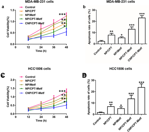 Figure 4. Evaluation of anti-tumor effect of CNP/CPT-Metf in vitro. (a) Growth of MDA-MB-231 cell lines after treated by different nanoparticle formulations determined by CCK-8 assay. (b) Apoptosis rate of MDA-MB-231 cell lines after treated by different nanoparticle formulations investigated by the Annexin V-FITC/PI double staining method. (c) Growth of HCC1806 cells after treated by different nanoparticle formulations determined by CCK-8 assay. (d) Apoptosis rate of HCC1806 cells after treated by different nanoparticle formulations investigated by the Annexin V-FITC/PI double-staining method. *P < 0.05, **P < 0.01, and ***P < 0.001 significantly different from the control group.