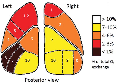 Figure 1. Fictive example of pulmonary oxygen uptake by lung segment. Posterior view of the coronal plane.