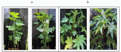 Figure 3. Transgenic plants.Notes: (a) 2129 transgenic plants; (b) CSR·181 transgenic plants