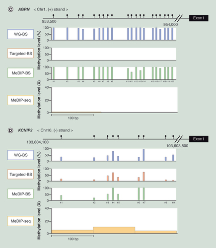 Figure 5.  Methylation levels at CpG sites in promoter regions for each analysis method.The methylation level of each CpG in these promoter regions in the L dataset was calculated for every bisulphite conversion-based method (WG-BS, targeted-BS and MeDIP-BS), and the read depth distribution was aligned at 100-bp intervals in MeDIP-seq.