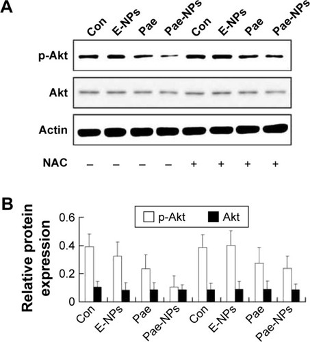 Figure 6 Effects of free Pae or Pae-NPs on the expression of Akt pathway proteins in A549 cells.Notes: (A) Blots of p-Akt and Akt from cells treated with different agents. (B) Semi-quantification of protein expression. Data are represented as mean ± SD.Abbreviations: Pae, paeonol; Pae-NPs, Pae-loaded nanoparticles; E-NPs, empty nanoparticles; SD, standard deviation; NAC, N-acetylcysteine; Con, control.
