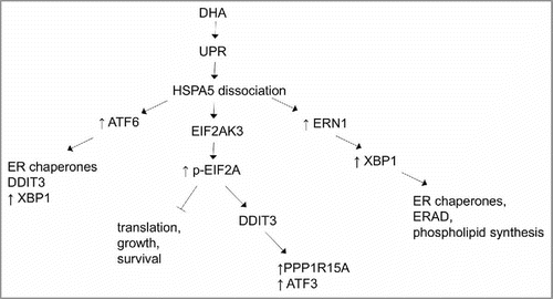 Figure 11. Endoplasmic reticulum (ER) stress induction by docosahexaenoic acid (DHA). DHA induces ER stress in colorectal cells. Diagram showing transcripts affected by DHA treatment in SW620 colon cancer cells by gene expression analysis in the main pathways of ER stress signaling. Three transmembrane proteins mediate the unfolded protein response (UPR) across the ER membrane after dissociation from HSPA5-ATF6, EIF2AK3 and ERN1 (adapted from ref. Citation278).