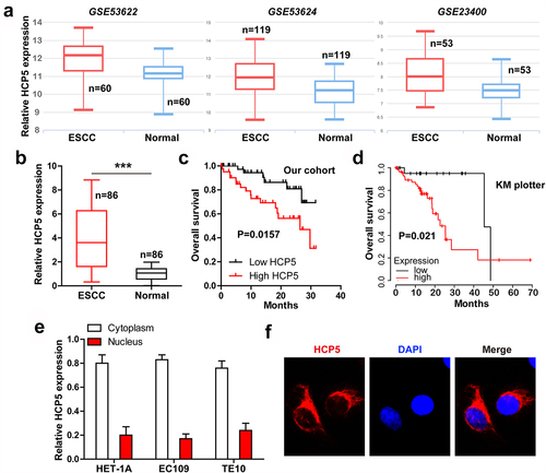 Figure 1. HCP5 is significantly upregulated in ESCC linking to poor prognosis. A. The expression of HCP5 in three GEO databases. B. qRT-PCR analysis of HCP5 level in 86 pairs of ESCC and normal tissues. C, D. The survival curve of ESCC patients based on HCP5 expression in our cohort and KM plotter database. E, F. qRT-PCR and FISH testing the location of HCP5 in normal and ESCC cells. ***P < 0.001.