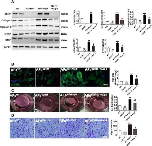 Figure 3 Loss of CDH11 slowed Ang-II-stimulated AFs’ activation, ECM synthesis, collagen lattice contraction and migration. AF cells isolated from CDH−/- and WT mice were cultured and treated with Ang-II for 24h, followed by harvesting for the following analyses. (A) Expression of CDH11 and four major ECM proteins were measured by Western blotting in WT and CDH11−/- cells with or without Ang-II stimulation (1μM, 24h). (B-D) Representative images and bar graph summarization of immunofluorescence staining for α-SMA (B), collagen gel contraction assay (C), and Burden chamber assay for cell migration (D), in mouse AFs with or without Ang-II stimulation. In (B) green: α-SMA; blue: DAPI; Bar=100 μm. Data are presented as mean ± SD for (A-C) and as mean ± SE for D. *: p<0.05, **: p<0.01, ***: p<0.001 vs WT; #: p<0.05 vs WT+Ang-II.