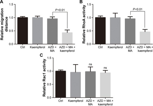 Figure 6 Kaempferol and ER/PR inhibitor suppress the migration and Rho activity of MCF-7 cells.