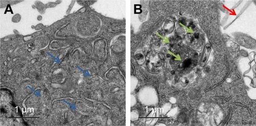 Figure 3 TEM images of GO sheets internalized by macrophages. (A) Blue arrows indicate GO sheets within the cytosol. (B) Green arrows indicate GO sheets phagocytosed by phagosomes; and the red arrow indicates GO sheets around the cells.Abbreviations: GO, graphene oxide; TEM, transmission electron microscopy.