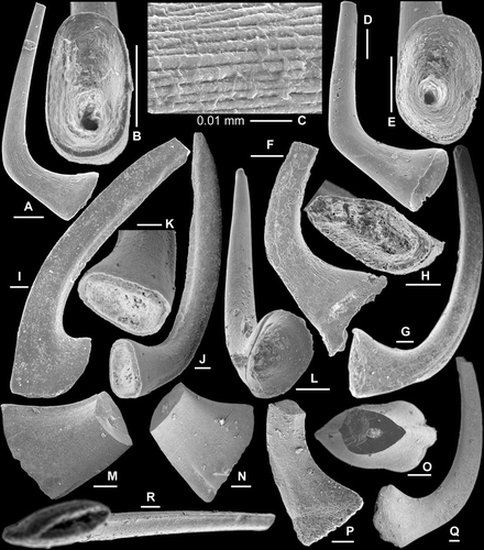 Fig. 4 A–L, Cornuodus longibasis (Lindström, Citation1955); A–C, Sa element, AMF.134989, AFI997, A, lateral view (IY119–046), B, basal view (IY119–048), C, close up showing fine surface striae (IY119–049); D–E, Sb element, AMF.134990, AFI997, D, inner lateral view (IY119–053), E, basal view (IY119–054); F, Sc element, AMF.134991, WHC36, inner lateral view (IY121–005); G–H, Sd element, AMF.134992, WHC36, G, inner lateral view (IY121–008), H, basal view (IY121–009); I, Pa element, AMF.134993, THH12, inner lateral view (IY120–033); J–L, Pb element; J–K, AMF.134994, WHC36, J, inner lateral view, K, close up of the basal part (IY121–006); L, AMF.134995, AFI997, basal inner lateral view (IY119–045). M–R, Cornuodus? sp.; M–O, Sa element, AMF.134996, THH11, M–N, lateral views (IY122002, IY122003), O, upper view (IY122001); P, Sb element, AMF.134997, THH11, inner lateral view (IY122006); Q–R, Pa element, AMF.134998, THH11, Q, inner lateral view (IY122004), R, basal view (IY122005). Scale bars=100 μm, unless indicated otherwise.