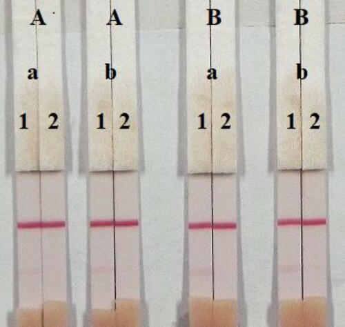 Figure 9. Optimization of the immunochromatographic strip in pig urine. Concentration of coating antigen (A) 0.5 mg/mL; (B) 1 mg/mL. The dosage of the mAb that add in GNP: (a) 8 µg/L; (b) 10 µg/L. The standard concentration: (1) 0 ng/mL; (2) 5 ng/mL.