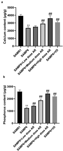 Figure 3. AR increases the contents of calcium and phosphorus in the femur of SAMP6 mice. A, Calcium content detection results of the SAMR1 group, SAMP6 group, SAMP6 + low dose AR group, SAMP6 + medium dose AR group, SAMP6 + high dose AR group, and SAMP6 + VD group; B, Phosphorus content detection results of the SAMR1 group, SAMP6 group, SAMP6 + low dose AR group, SAMP6 + medium dose AR group, SAMP6 + high dose AR group, and SAMP6 + VD group. *P < 0.05, **P < 0.01, Compared with the normal group; #P < 0.05, ##P < 0.01, Compare with the model group. n = 5