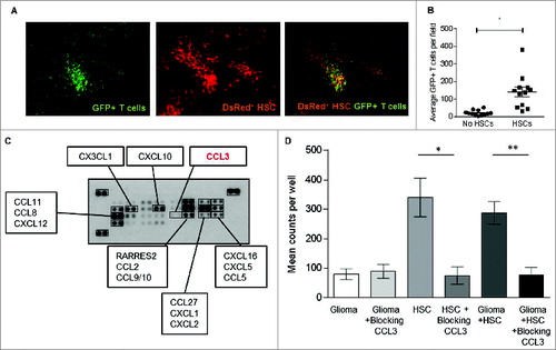 Figure 5. HSC transplant increases T cell trafficking to the glioma site. (A) GFP+ adoptively transferred antitumor T cells and DsRed+ HSCs were observed co-localizing at the glioma bed in mice that received ACT (image is 10× magnification). (B) T cell migration to intracranial glioma in the presence or absence of HSCs was enumerated one week post adoptive transfer (*p = 0.0015, Wilcoxon test, n = 12). (C) Chemokine array determined that KR158B glioma cells do not secrete crucial lymphocyte recruiting chemokine CCL3. (D) The capacity of glioma specific T cells to migrate toward glioma cells with or without HSCs was assessed using in vitro migration assays. HSC derived CCL3 was blocked using neutralizing antibodies. (**p = 0.0055, Wilcoxon test, n = 5).