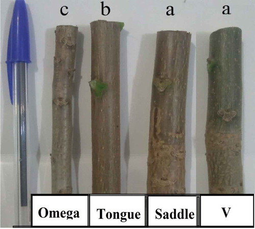 Figure 5. Diameter of rootstocks used for different grafting methods in walnut.