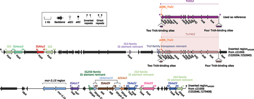 Figure 7. Organization of Inserted regionorf1293. Arrows are utilized to represent genes. Transposons and other features are distinguished with distinct colours based on their functional classification. Pseudogenes are identified by a single quotation mark preceding their name.