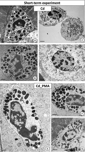 Figure 3. Short-term experiment. TEM images of granulocytes of adult specimens of Steatoda grossa from the Cd (a–d) and Cd_PMA (e–g) experimental groups. Nuclei (n), granules of different electron densities (g), mitochondria (black arrows), vacuoles (v), cisterns of the endoplasmic reticulum (ER). TEM. (a) Scale bar = 1.3 µm. (b) Scale bar = 1.4 µm. (c) Scale bar = 1.6 µm. (d) Scale bar = 1.3 µm. (e) Scale bar = 1.2 µm. (f) Scale bar = 1.4 µm. (g) Scale bar = 1.6 µm.