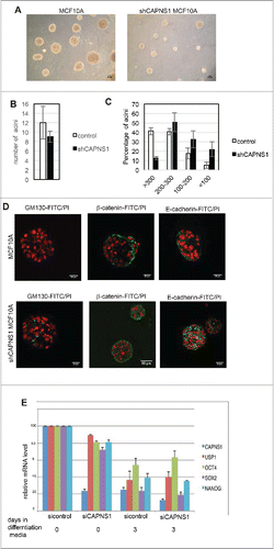 Figure 2. CAPNS1 depletion does not affect mammary acini number, but is involved in mammary acini growth and architecture. (A) Representative bright field pictures of control (left panel) and shCAPNS1 (right panel) MCF10A cells grown in 3D. Scale bar corresponds to 50 μm. (B) Average number of acini counted in 3 independent experiments (p value = 0.2). (C) Percentage of acini of different dimensions as indicated. The graph represent mean values obtained in 3 independent experiments (p values <0.01). (D) Representative immunofluorescence pictures of control (upper panels) and shCAPNS1 (lower panels) MCF10A cells grown in 3D, stained with the indicated antibodies. Scale bar corresponds to 50 μm. (E) Mouse embryonic stem cells were silenced with control siRNA or CAPNS1 specific siRNA and grown in differentiation media. The graph indicates the quantification of mRNA expression of the indicated transcripts by real time PCR analysis (p values <0.01).