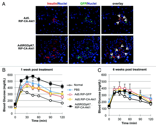 Figure 4. Effect of CA-Akt1 gene delivery on MLD STZ-induced T1D following intra-bile ductal injection. The CA-Akt1 expressing vectors and controls were injected into the pancreas of diabetic mice via common bile duct. Seven mice were used in each group. (A) Detection of CA-Akt1 gene expression in pancreatic islets using anti-GFP and anti-insulin co-staining. GFP+/Insulin+ cells were detected, although in very few islets (less than 10%) and often in small clusters close to ducts. (B and C) Glucose tolerance test at 1 week (B) and 6 weeks (C) after vector administration. Following overnight fasting, 1g/Kg bodyweight of glucose was administered into the peritoneal cavity of the mice, and their blood glucose levels were monitored for 2 h. At 1 week post injection, Ad5RGDpK7.RIP-CA-Akt1 treated mice showed the worst glucose tolerance, but they recovered to a level similar to normal mice by 6 weeks.