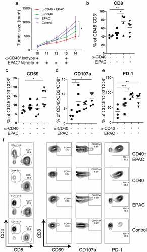 Figure 5. Combining agonistic CD40 mAb treatment with the IDO1 inhibitor epacadostat delays B16-F10 tumor growth and increases survival of tumor-bearing mice: (a) Tumor growth curves in mice bearing B16-F10 tumors treated with agonistic CD40 mAb and epacadostat either as monotherapy or in combination or vehicle as control. Agonistic CD40 mAb or rat isotype control antibody was administered peritumorally on day 10 and day 13 after tumor injection. In parallel,100mg/kg of epacadostat was administered via oral gavage twice daily from day 10 to day 13. Graph shows the combined data from two end-point experiments. Mean, SEM. (b) Percentages of intratumoral CD8+ T cells of the total number of CD45+CD3+measured by FACS (mean, *p < 0.05, **p < 0.01, one-way ANOVA). (c-f) FACS analysis of T-cell activation in tumor-infiltrating T-cells. Values depict percentages of CD69+ (c), CD107a+(d) and PD-1+ (e) of CD45+CD3+CD8+ T-cells from B16-F10 tumors and representative FACS plots (f) (mean, *p < 0.05, **p < 0.01, ***p < 0.01, one-way ANOVA)