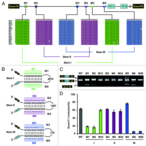 Figure 4. Effect of predicted RNA structures on Dscam exon 17 splicing in Drosophila. (A) Conserved cis intronic elements within the Dscam exon 17 cluster. A schematic diagram of the partial pre-mRNA with constitutive exons depicted as black boxes, alternative exons as blue boxes, and introns as lines. Above are sequences of consensus intronic elements (for abbreviations, see Table S1). Sequences in an identical color indicate that upstream intronic elements could pair with downstream intronic sequences. (B) The predicted RNA pairings in D. melanogaster. Mutations introduced into dsRNA are indicated above or below mutated sequences (M1-M6). (C) Effect of predicted RNA structures in Dscam exon 17 splicing were tested using disruptive mutations (M1-M6) and compensatory double mutations (M12, M34, and M56). WT, wild-type. (D) Quantitation of the data in panel C. Data are expressed as percentages of the mean ± SD from three independent experiments.