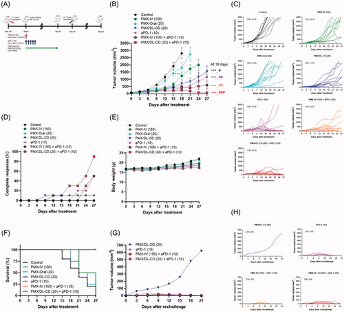 Figure 7. Tumor regression and memory responses elicited by once every three weeks, intravenous (IV) injections of 150 mg/kg PMX [PMX-IV (150)] for 21 days; once-a-day oral administration of aqueous solution of 20 mg/kg PMX [PMX-Oral (20)] or PMX/DL(1:1)-CD as 20 mg/kg PMX [PMX/DL-CD (20)] for 21 days; once every three days, intraperitoneal injection of 10 mg/kg aPD-1 [aPD-1 (10)] for 14 days; co-administration of PMX-IV (150) for 21 days and aPD-1 (10) for 14 days [PMX-IV (150) + aPD-1 (10)]; and co-administration of oral PMX/DL-CD (20) for 21 days and aPD-1 (10) for 14 days [PMX/DL-CD (20) + aPD-1 (10)], respectively, in the CT26.CL25 tumor-bearing mice. (A) Schematic illustration of schedules for drug administration and rechallenge; (B) tumor growth; (C) individual tumor volume; (D) complete response; (E) changes in body weight; and (F) survival rates for each group; (G) tumor volume in the PMX/DL-CD (20), aPD-1 (10), PMX-IV (150) + aPD-1 (10), and PMX/DL-CD (20) + aPD-1 (10) groups after rechallenging with CT26.CL25 cells to the mice having completely regressed tumors; (H) individual tumor volume in each group. All values represent means ± SEMs (n = 10 per group). ***p < .001 compared to the control group; #p < .05, ##p < .01, and ###p < .001 compared to the PMX-Oral (20) group.