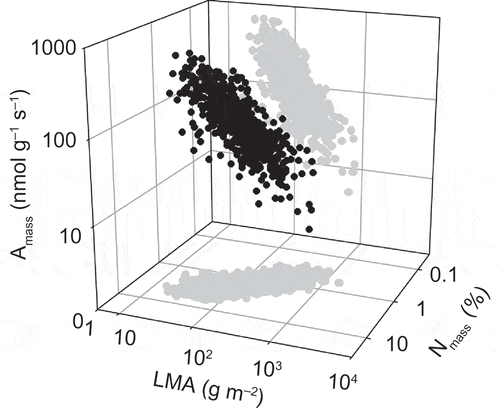 Figure 2. The three-way relationships among three of the six variables used by Wright et al. (Citation2004a) to define the ‘worldwide leaf economics spectrum’, based on data for 706 species; the direction of the data cloud in three-dimensional space is shown in the shadows projected on the wall and floor of the space. Reprinted by permission from Macmillan Publishers Ltd [Nature] copyright 2004.
