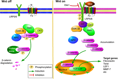 Figure S1 Simplified schematic of the canonical Wnt/β-catenin signaling pathway.