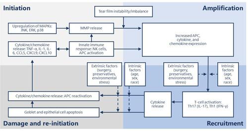 Figure 1 Stages of dry eye disease and primary effectors.