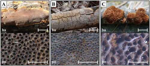 Figure 2. Macroscopic morphology of unrecorded Fuscoporia species. (A) F. insolita (KUC20121102-22); (B) F. ramulicola (SFC20160316-07); (C) F. setifera (KUC20140509-06) (ba: basidiome; po: pore surface). Scale bar = 1 mm.