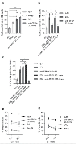 Figure 1. BTN3A triggering enhances TCR-mediated lysis of AML blasts by Vγ9Vδ2 T cells. AML blasts were pre-incubated for 1 h with Control Isotype, anti-BTN3A 20.1 agonist mAb (10 μg/mL) or O/N with Zoledronate (ZOL) (45 μM), before addition of effector cells. Each AML blast sample was tested with at least three different Vγ9Vδ2 T cells or NK cells donors. (A) Comparison of TCR agonists. Specific lysis of primary AML blasts (n = 25) by expanded Vγ9Vδ2 T cells from HV after treatment with BrHpp, ZOL, or anti-BTN3A 20.1 mAb. Data are shown for E:T 30:1. (B, C) Effect of TCR and BTN3A targeting. Primary AML blasts lysis (n = 11) by expanded Vγ9Vδ2 T cells from HV. (B) Vγ9Vδ2 T cells were pre-incubated for 30 min with anti-TCRγ9 mAb. The blasts were treated with ZOL or anti-BTN3A agonist 20.1 mAb. (C) The blasts were treated with ZOL, agonist (20.1) or antagonist (108.5) anti-BTN3A mAb or combination and then incubated with Vγ9Vδ2 T cells. Data are shown for E:T 30:1. The lysis is expressed as percentage of specific lysis. (D, E) Effect of anti-BTN3A mAb and ZOL on NK cells lysis compared to Vγ9Vδ2 T cells. Representative data from two independent experiments. Primary AML blasts lysis (n = 3) by (D) expanded Vγ9Vδ2 T cells from HV; (E) NK cells from HV isolated and treated O/N with IL2; DAUDI and K562 were used as positive controls respectively for Vγ9Vδ2 T cells and NK cells lysis. The lysis is expressed as percentage of specific lysis. Results were expressed as mean ± SEM and statistical significance was established using the non-parametric paired Wilcoxon U-test. *p < 0.05; **0.001 < p < 0.01; ***p < 0.001.