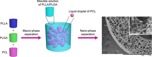 Scheme 1 Schematic illustration of dual phase separating PLLA/PLGA/PCL blend to fabricate macroporous and nanofibrous scaffold.Abbreviations: PCL, poly(ε-caprolactone); PLGA, poly(lactic-co-glycolic acid); PLLA, poly(l-lactic acid).