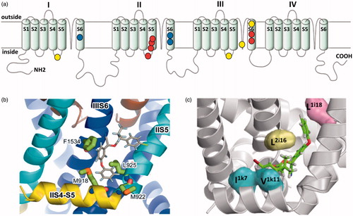 Figure 3. The voltage-gated sodium channel as a target for pyrethroids. (a) Diagram of the voltage gated sodium channel showing the four repeat domains (I-IV), each comprising six membrane spanning helices (S1-S6). The positions of resistance mutations that identify pyrethroid binding sites PyR1 (red circles) and PyR2 (blue circles) are highlighted. The proposed PyR1 (b) and PyR2 (c) sites are shown in more detail, taken from O'Reilly et al. (Citation2006) and Du et al. (Citation2013). Positions of the mutations originally identified in pyrethroid and DDT-resistant parats Drosophila strains are also shown (yellow circles).
